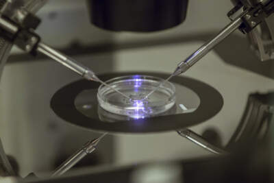 An embryologist works on a petri dish. (Sang Tan/AP)