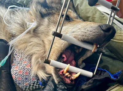 This Mexican gray wolf from the Eagle Creek pack in Eastern Arizona was captured for an examination during the annual wolf count. The healthy 8-year-old male was released back into the wild several hours later. (Peter O'Dowd/Here & Now)