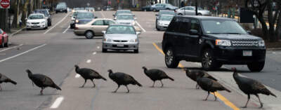 A flock of turkeys seen on Beacon Street in Brookline. (Mark Garfinkel/MediaNews Group/Boston Herald via Getty Images)