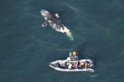 This photo provided by the Georgia Department of Natural Resources shows a DNR boat crew assessing a dead juvenile right whale about 20 miles off Tybee Island, Ga., Wednesday, Feb. 14, 2024. (Georgia Department of Natural Resources via AP)