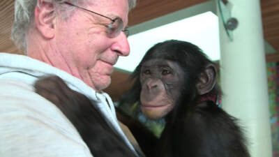 Steven Wise holding a bonobo named Teco in a still image taken from the film, “Unlocking the Cage.” (Courtesy HBO/Pennebaker Hegedus Films)