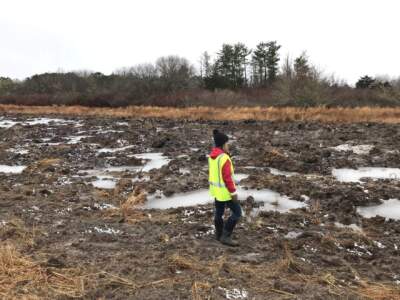 Danielle O’Dell, wildlife research ecologist at the Nantucket Conservation Foundation, surveys the results of completed bog surface restoration work at Windswept Bog. (Courtesy of Karen Beattie via CAI)