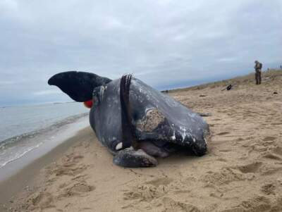 A young female right whale was found dead on an Edgartown beach in late January 2024. (Eve Zuckoff/CAI)