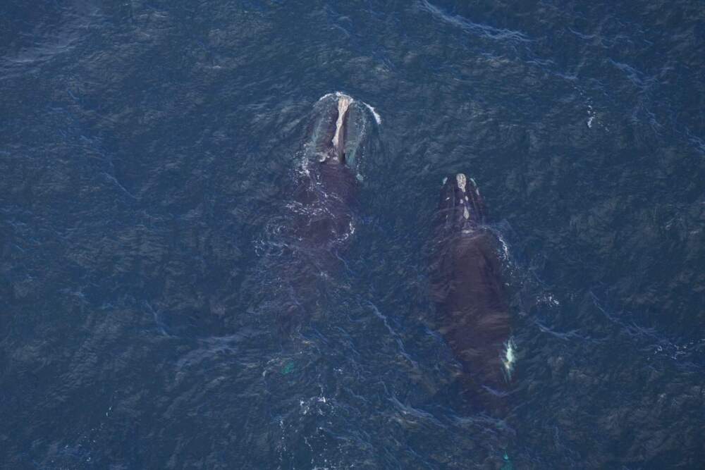 Right whales “Caterpillar” (Catalog #3503) and Catalog #4617 feeding in the Great South Channel on Feb. 20. (Courtesy of the New England Aquarium)
