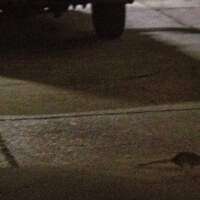 Don't let the rats run Boston: Here's how to keep your home and car
safe