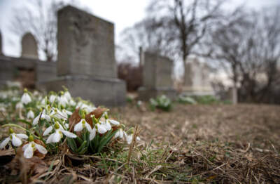 Snowdrops flower in early March at Mount Auburn Cemetery in Cambridge. (Robin Lubbock/WBUR)