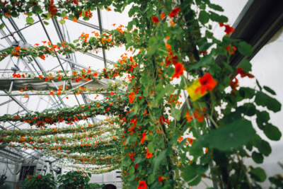 Nasturtiums are staked up inside of one of the Gardner Museum nursery greenhouses. (Photo courtesy of the Isabella Stewart Gardner Museum)