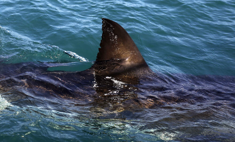 佛罗里达的开普角研究人员追踪到白鲨在墨西哥湾深处的行踪