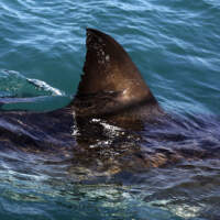 Cape Cod researchers track white shark deep into the Gulf of Mexico