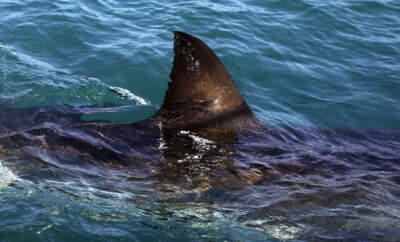 A great white shark is seen swimming a past research boat. (Schalk van Zuydam/AP)