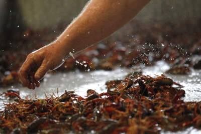 Melvin Barnes cleans live crawfish in his seafood market. (Gerald Herbert/AP)