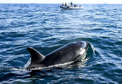 An Orca surfaces near a whale watching boat as passengers look. (Denis Poroy/AP)