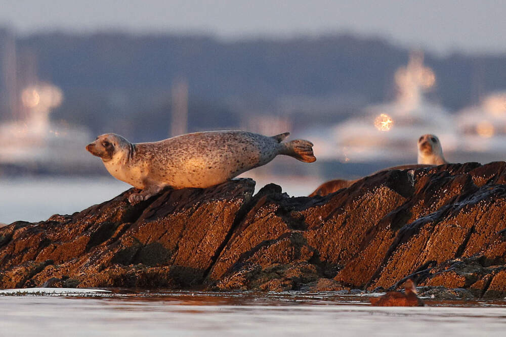 Harbor seals keep watch from a small island off Portland, Maine, in July 2020. (Robert F. Bukaty/AP)