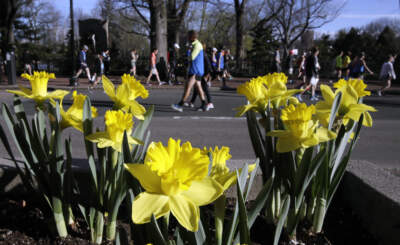 Runners pass blooming daffodils in Boston as they head toward buses that will transport them to the starting line in Hopkinton, Mass., for Boston Marathon in 2017. (Charles Krupa/AP)