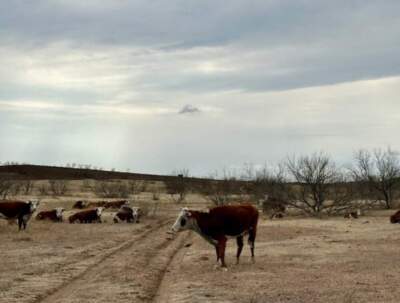 The fire has killed at least two people and left thousands of cattle either injured or dead. (Rachel Osier Lindley/The Texas Newsroom)
