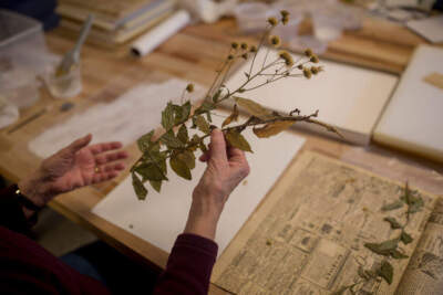 Susan Wall transfers a specimen of Hieracium canadense Michx., also known as Canadian hawkweed, that was collected in August of 1949 from Norway, Maine to archival paper in the botany lab at Coastal Maine Botanical Garden the on Monday, November 19, 2018. The herbarium at the garden was established in 2014 and the facility opened in June this year. (Staff photo by Brianna Soukup/Portland Portland Press Herald via Getty Images)