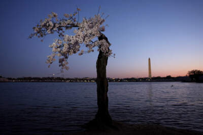 The cherry tree nicknamed &quot;Stumpy&quot; stands in high tide water at the Tidal Basin on March 22, 2024 in Washington, DC. The National Park Service announced that it will begin to cut down over 140 Cherry Blossom trees around the Tidal Basin and West Potomac Park in anticipation of construction for an upgraded sea wall to guard against flooding. (Alex Wong/Getty Images)