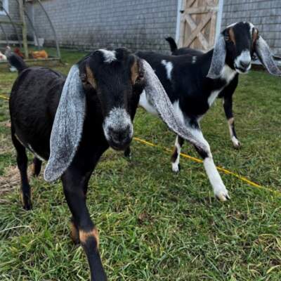Goats at Appleton Farms. (Courtesy Appleton Farms)