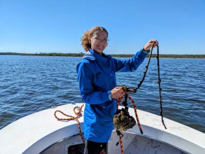 Rebecca Ruiz was recruited at N.C. State University as part of a new oyster restoration program. During a boat trip, she helped collect barnacle-laden items like this buoy and other instruments. (Sophie Mallinson/WUNC)