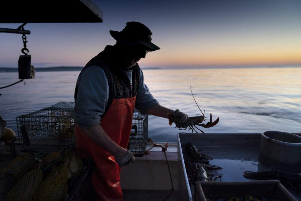 Max Oliver moves a lobster to the banding table aboard his boat while fishing off Spruce Head, Maine, on Aug. 31, 2021. (Robert F. Bukaty/AP)