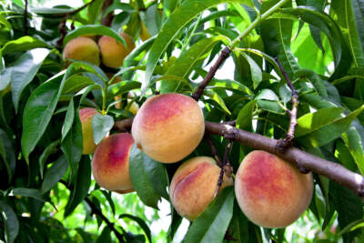 Peaches ripen on the tree at in Virginia, July 21, 2013. (J. Scott Applewhite/AP)