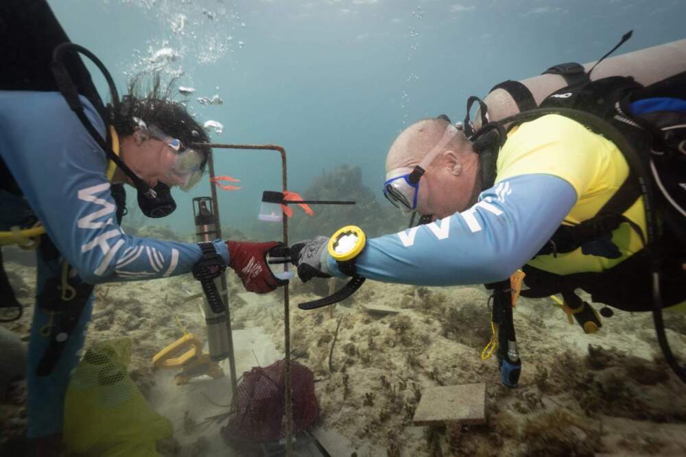 WHOI biologists Nadege Aoki (L) and Aran Mooney install an underwater speaker system to broadcast healthy reef sounds, off the coast of the U.S Virgin Islands. (Photo by Dan Mele, courtesy of the Woods Hole Oceanographic Institution via CAI)