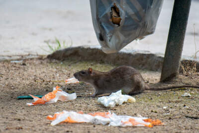A rat figures out how to get the garbage out of the bag on a city street. (Getty Images)