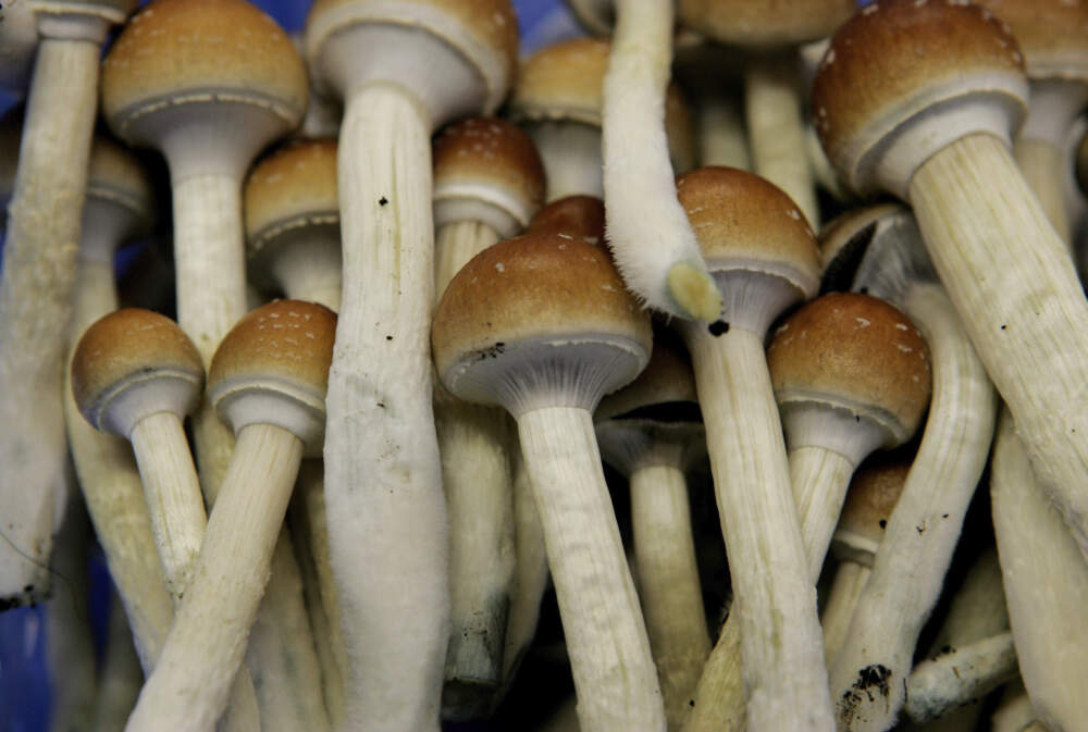 In this file photo, psilocybin mushrooms are seen in a grow room in the Netherlands. (AP/Peter Dejong)