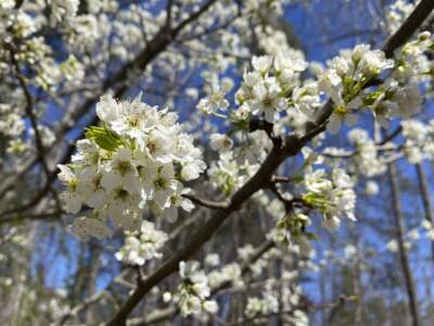 A Callery pear is seen in Georgia. The stinky but handsome and widely popular landscape tree has become an aggressive invader, creating dense thickets that overwhelm native plants and bear four-inch spikes that can flatten tractor tires. (Alex Sanz/AP)