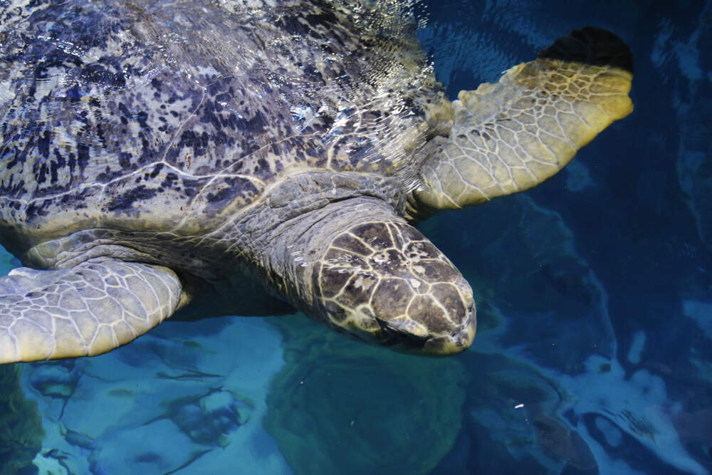 Myrtle, a green sea turtle swims in the main tank at the New England Aquarium.(Bill Sikes/AP)