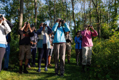 Bird watchers look through their binoculars at a bird pointed out by naturalist Doug Hitchcox during the weekly bird walk at Gilsland Farm Audubon Center in Falmouth on Thursday, August 24, 2023. (Staff photo by Brianna Soukup/Portland Press Herald via Getty Images)