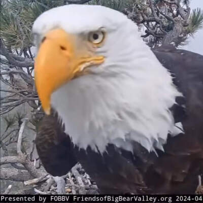 Jackie the bald eagle looks toward the camera. (Courtesy of Friends of Big Bear Valley)