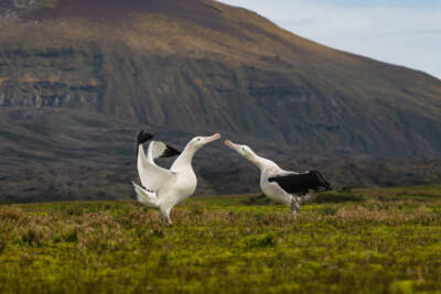 Wandering albatrosses on Marion Island. (Courtesy of Anton Wolfaardt)