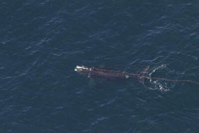 This photo provided by NOAA shows an endangered whale that has been found entangled in fishing gear about 50 miles south of Block Island, Rhode Island, on Wednesday, April 10, 2024. (NOAA Fisheries via AP)