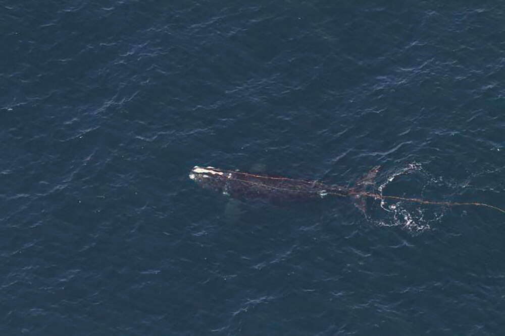 This photo provided by NOAA shows an endangered whale that has been found entangled in fishing gear about 50 miles south of Block Island, Rhode Island, on Wednesday, April 10, 2024. (NOAA Fisheries via AP)
