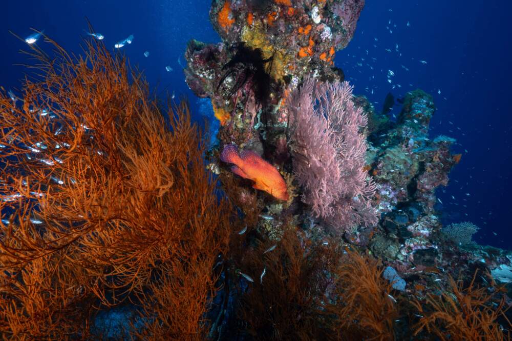 A leopard coral grouper and soft corals in the waters of Raja Ampat Regency in east Indonesia's West Papua region. (Lillian Suqanrumpha/AFP via Getty Images)