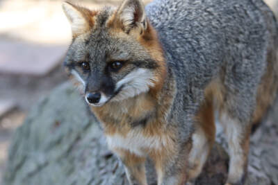A gray fox perches on a log in Ohio. Within the last four years, Iowa, Illinois, Indiana and Ohio have launched gray fox studies to find out why numbers have declined and what may help the species rebound. Photo courtesy of the Ohio Division of Wildlife. (Courtesy of Ohio Division of Wildlife)