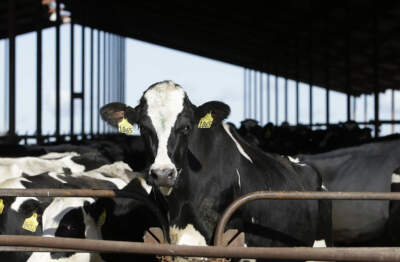 Cows at a dairy in California. The U.S. Food and Drug Administration said Tuesday, April 23, 2024, that samples of pasteurized milk had tested positive for remnants of the bird flu virus that has infected dairy cows. (Rich Pedroncelli/AP)