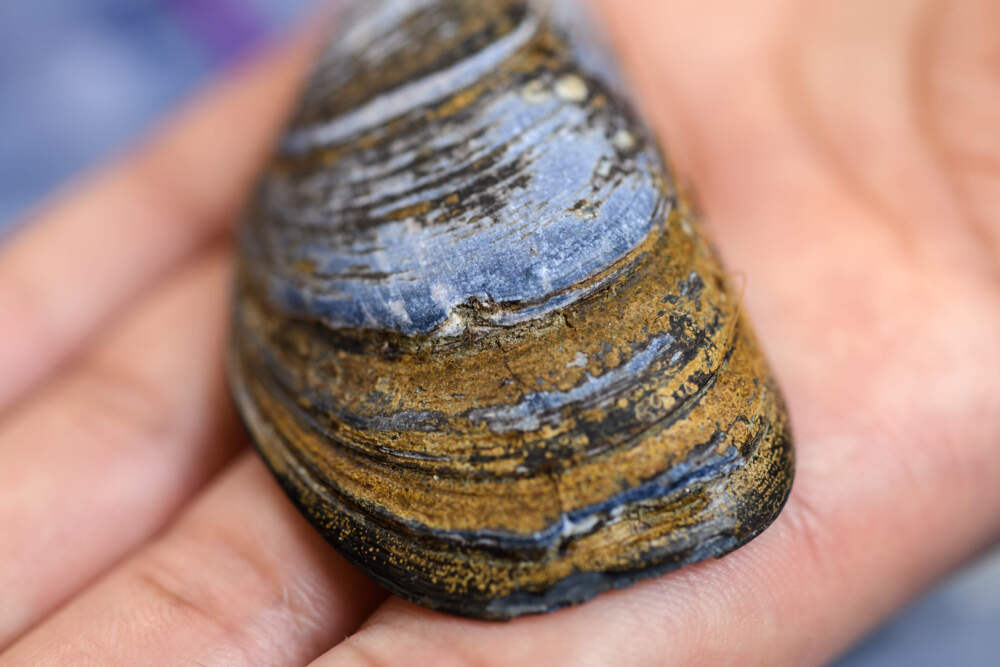 The blue, or common, mussel (Mytilus edulis) Photo by Daniel Kim, American Museum of Natural History