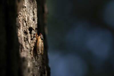 A Brood XIX cicada crawls up a tree at the University of North Carolina on May 1, 2024 in Chapel Hill, North Carolina. Brood XIX, known as the Great Southern Brood, are present along the East Coast from Maryland to Georgia and in the Midwest from Iowa to Oklahoma. (Sean Rayford/Getty Images)