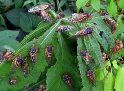 Scientists are looking to citizens to help them track cicadas. (Gene Kritsky)